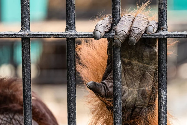 Orangotango Zoológico — Fotografia de Stock