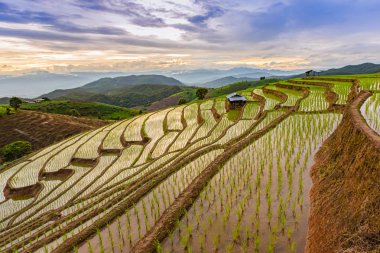 Pa Bong Piang Pirinç Terasları Yağmur mevsiminde, Chaingmai, Tayland