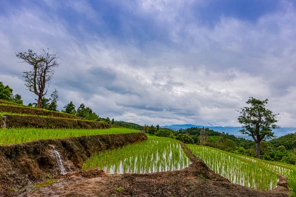 Bong Piang Rice Terraces Rainy Season Chaingmai Thailand — Stock Photo, Image