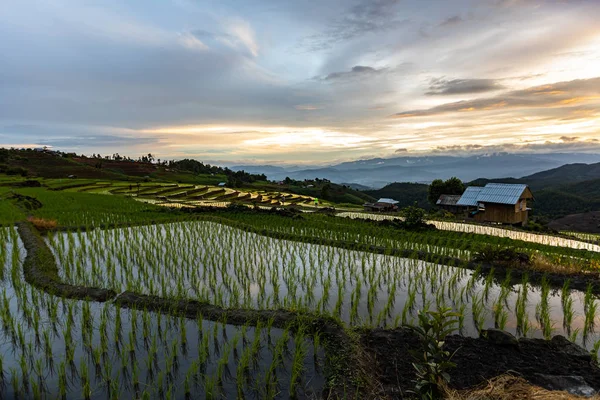Bong Piang Rice Terraces Rainy Season Chaingmai Thailand — Stock Photo, Image