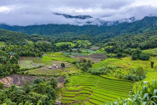 Bong Piang Rice Terraces Rainy Season Chaingmai Thailand — Stock Photo, Image