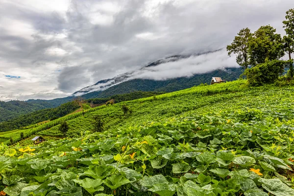 Bong Piang Rice Terraces Rainy Season Chaingmai Thailand — Stock Photo, Image