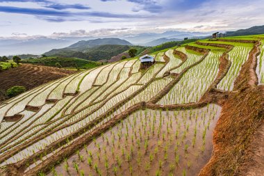 Pa Bong Piang Pirinç Terasları Yağmur mevsiminde, Chaingmai, Tayland