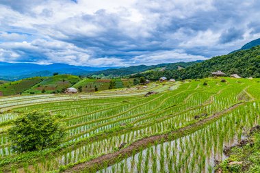 Pa Bong Piang Pirinç Terasları Yağmur mevsiminde, Chaingmai, Tayland