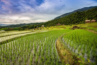Pa Bong Piang Pirinç Terasları Yağmur mevsiminde, Chaingmai, Tayland