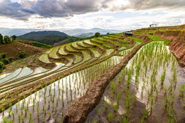 Pa Bong Piang Pirinç Terasları Yağmur mevsiminde, Chaingmai, Tayland