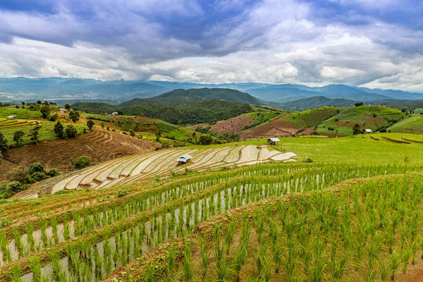 Bong Piang Rice Terraces Rainy Season Chaingmai Thailand — Stock Photo, Image