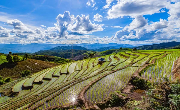 Bong Piang Rice Terraces Rainy Season Chaingmai Thailand — Stock Photo, Image