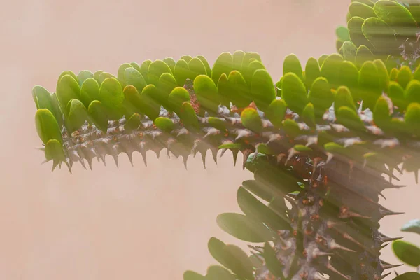 Petits Cactus Plantes Désert Pour Fond — Photo