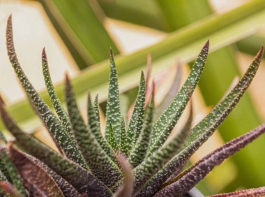 Arka plan için küçük kaktüs ve çöl bitkileri 