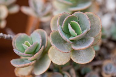 Arka plan için küçük kaktüs ve çöl bitkileri 