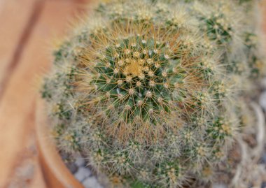 Arka plan için küçük kaktüs ve çöl bitkileri 