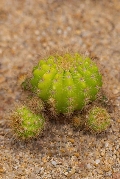 Pequenas Plantas Cacto Deserto Para Fundo — Fotografia de Stock