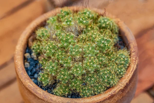 Malé Kaktusy Pouštní Rostliny Pro Pozadí — Stock fotografie