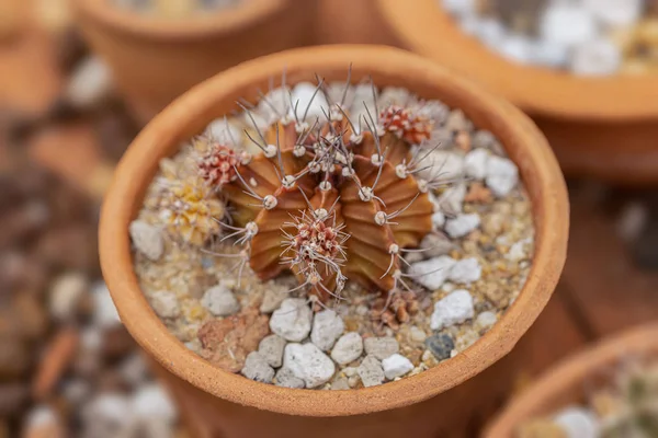 Piccole Piante Cactus Deserto Sfondo — Foto Stock