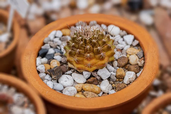 Small Cactus Desert Plants Background — Stock Photo, Image