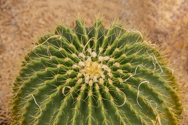 Malé Kaktusy Pouštní Rostliny Pro Pozadí — Stock fotografie