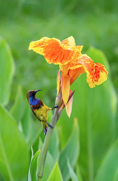 Ptak Słoneczny Oliwek Pomarańczowym Kwiatku — Zdjęcie stockowe