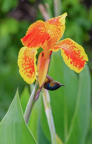 オリーブ系のサンバードでオレンジの花に — ストック写真