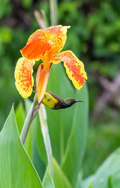 Olive Backed Sunbird Oranje Bloem — Stockfoto