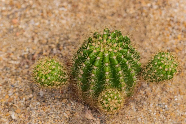 Kleine Cactus Woestijnplanten Voor Achtergrond Stockfoto