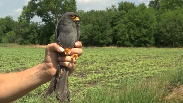 Ornitologo Tenere Uccello Mano Gheppio Comune Falco Tinnunculus — Video Stock