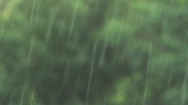 Καλοκαιρινή Βροχή Πράσινο Δέντρο Κοντινό Πλάνο — Αρχείο Βίντεο