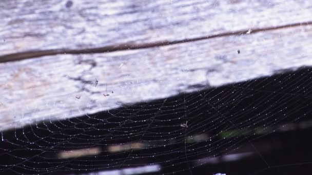 Toile Araignée Est Balayée Par Vent Sous Pluie — Video