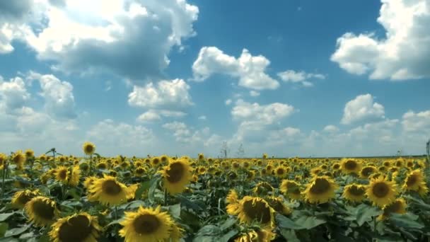 Zaman Atlamalı Beyaz Gri Bulutlar Float Çiçekli Ayçiçeği Tarlası — Stok video