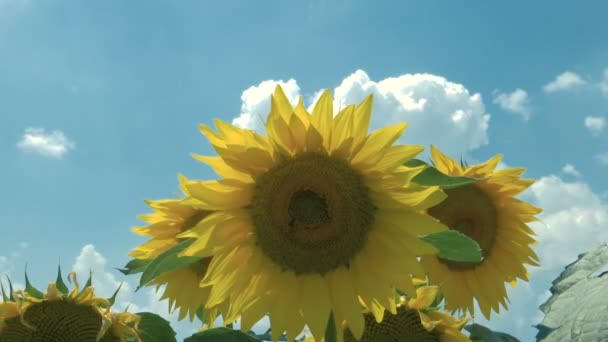 Zonnebloemen Bloeide Wolken Time Lapse — Stockvideo