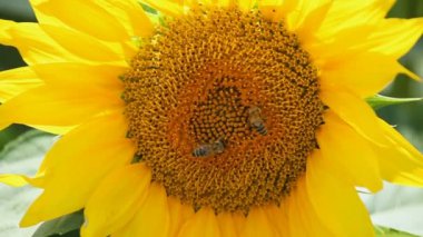 Yaz zamanında bahçede sarı ayçiçeği tozlaşmayı bal arıları, yakın çekim