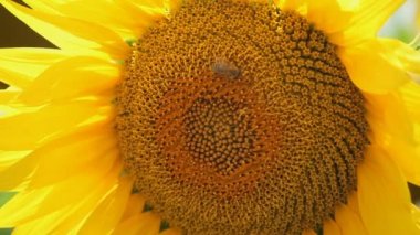Yaz zamanında bahçede sarı ayçiçeği tozlaşmayı bal arıları, yakın çekim