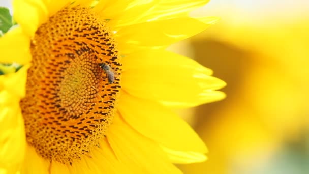 Kis méh nektárt gyűjt napraforgó pollen