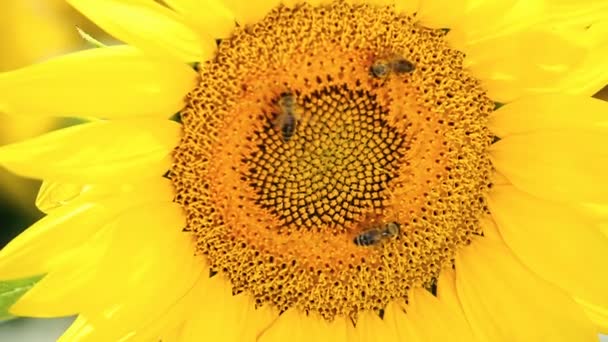 Girassol Abelhas Reunindo Pólen Cabeça Flor — Vídeo de Stock