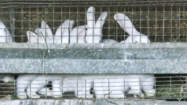 Group White Domestic Rabbits Eating Cage — Stock Video