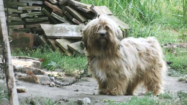 长头发的狗在农村庭院捆绑链子挥动他的尾巴 — 图库视频影像