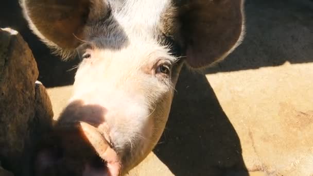 gros porc domestique muselière la caméra et va dans la porcherie 