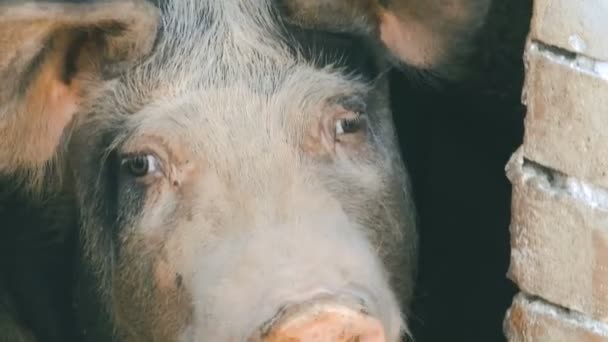 Cabeça Grande Porco Doméstico Close Atirar — Vídeo de Stock