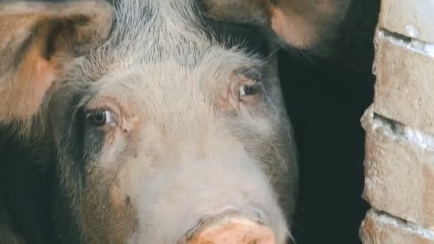 tête d'un gros cochon domestique close up shoot 