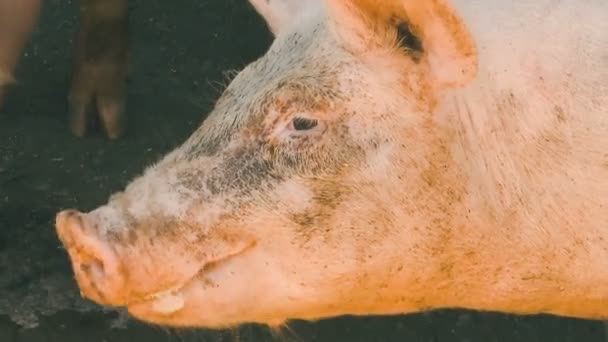 Profil Tête Porc Prise Vue Rapprochée — Video