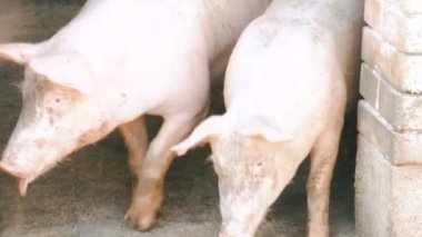 Grup beyaz iç tavşan kafes içinde yemek