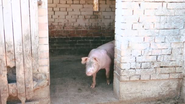 Two domestic pigs in the pigery moving and looking in the camera — Stock Footage Two Domestic Pigs Pigery Moving Looking Camera Video Clip