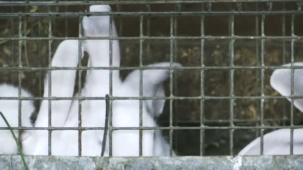 Group Young White Rabbits Cage Eating — Stock Video