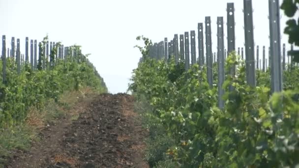 Plantação Vinhas Jovens Dia Ventoso Verão — Vídeo de Stock