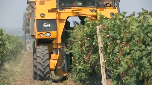 在葡萄园收割葡萄的机器 关闭拍摄 — 图库视频影像