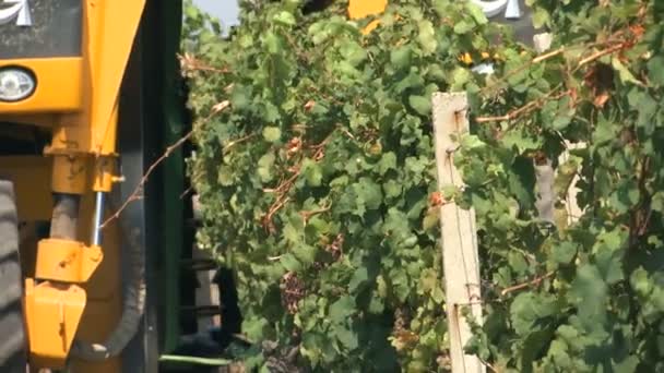 Grape Skörd Maskin Skakar Vinstockar Närbild Skott — Stockvideo