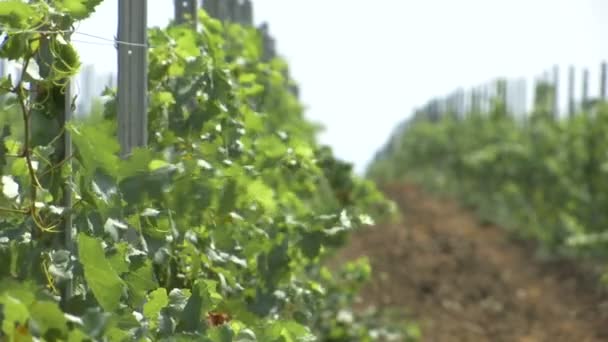 Plantaciones Viñedos Jóvenes Primer Plano Disparar Con Cambio Enfoque — Vídeo de stock