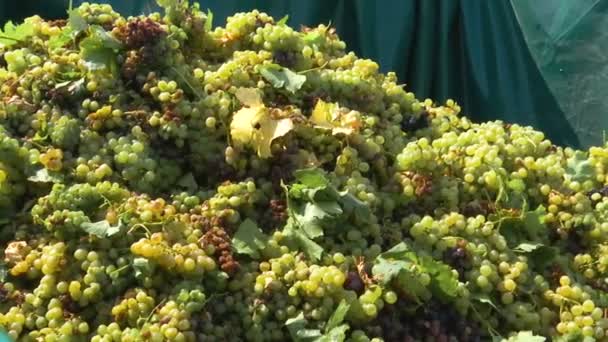 Bunch Freshly Picked Grapes Tractor Trailer — Stock Video