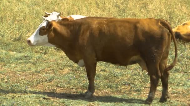 牛は分野で静かに立っていると噛む — ストック動画