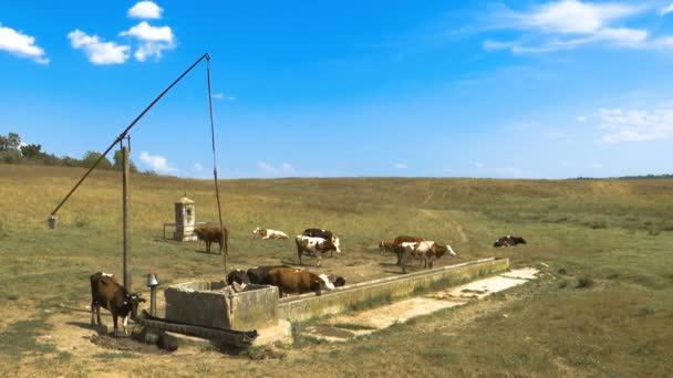 Herd Cows Standing Still Well Summer Time — Stock Video